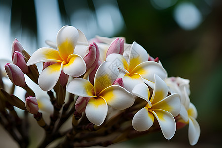 花园中的浪漫花朵图片