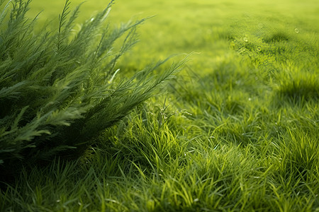 绿色小草植物静谧的绿野背景