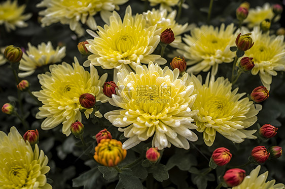 美丽的菊花图片