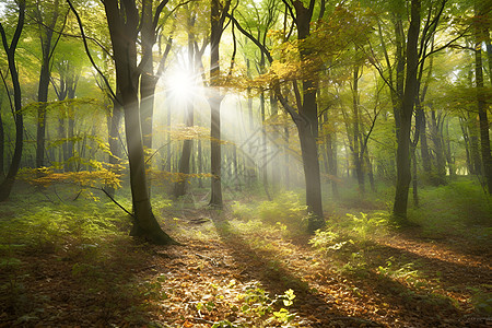 阳光照耀下的森林图片
