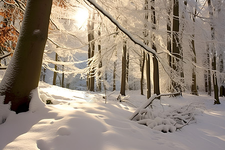 冰雪森林的美景图片