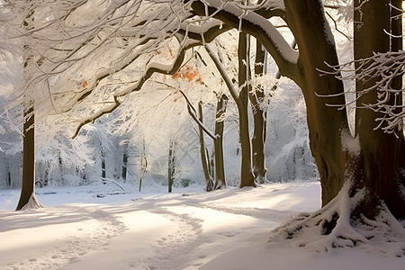 白雪覆盖的树林图片