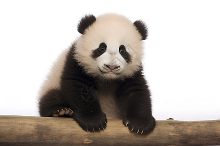幼崽熊猫可爱的大熊猫背景
