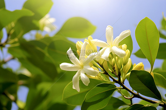 美丽盛开的花束图片