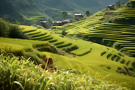 山明水秀田野风景图片