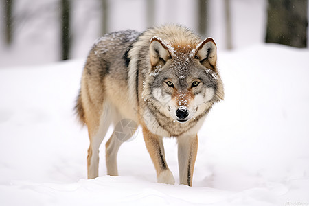 冬日猎狼图片