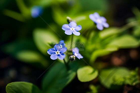 绿色叶子中的鲜花图片