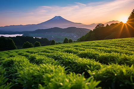 夕阳下绿色的茶园图片