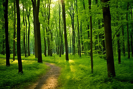 清晨绿色的树林图片