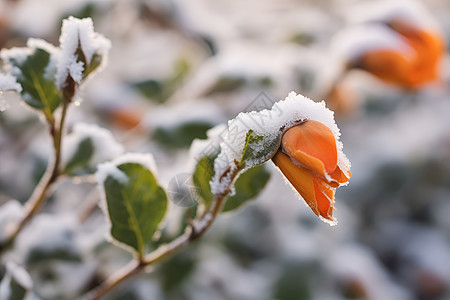 白雪覆盖的花朵图片