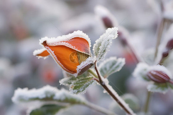 雪中美丽的花朵图片