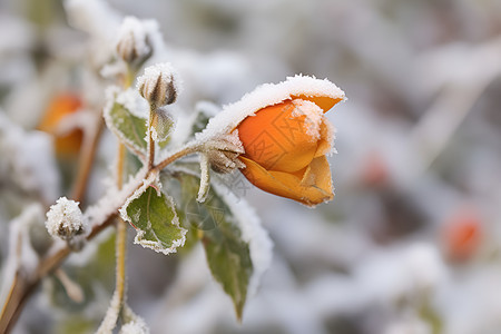 雪中冷冻的鲜花背景图片