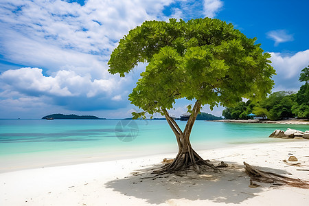 蓝天白云下的海滩上一棵树图片