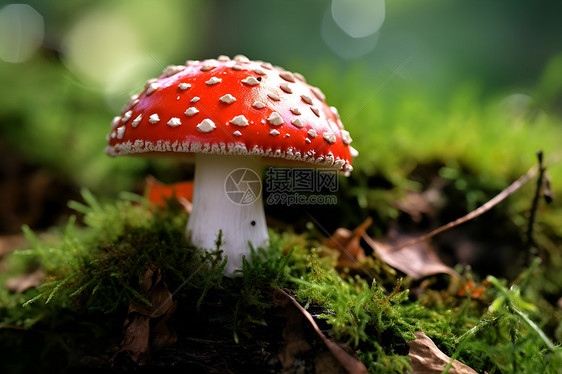 魔幻森林里的蘑菇图片