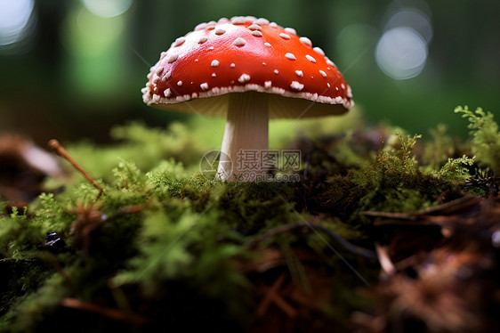 森林里神秘的蘑菇图片