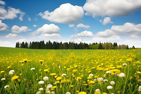 田野里盛开的繁花背景