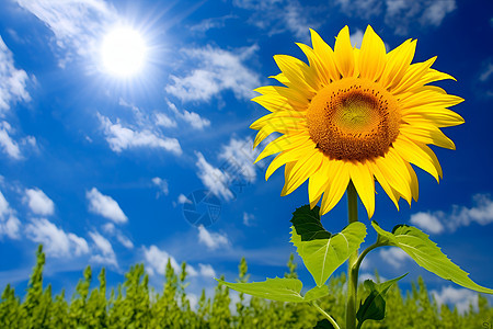 一朵向阳的向日葵背景图片