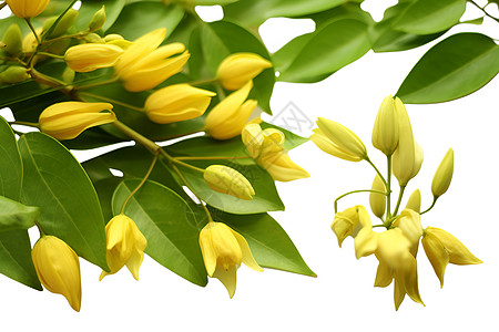 自然的黄色花束背景图片