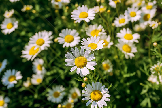 美丽自然的小白菊图片
