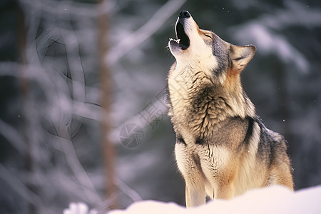 雪地里孤独的灰狼背景图片