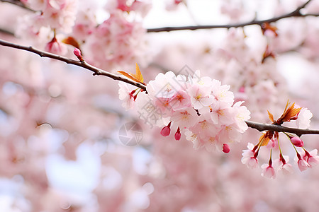风景美丽的樱花公园图片
