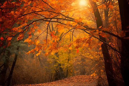 阳光穿透的秋日森林背景图片