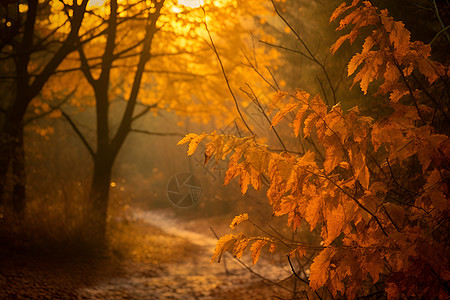 秋日落叶的森林图片