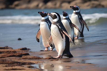 企鹅集群漫步背景图片