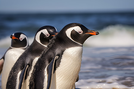 三只企鹅在海滩上图片