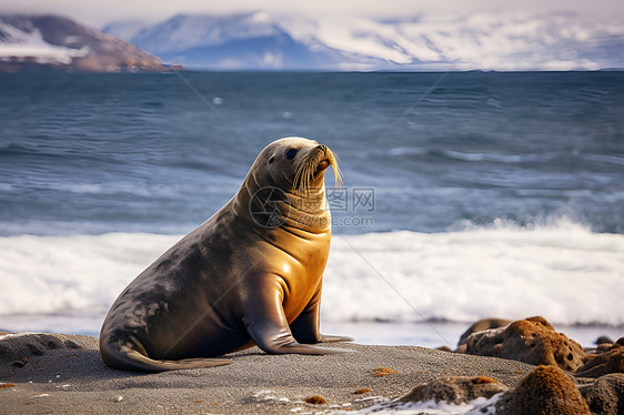 可爱的海狮在海边图片