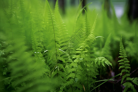 翠绿茂盛的植物图片