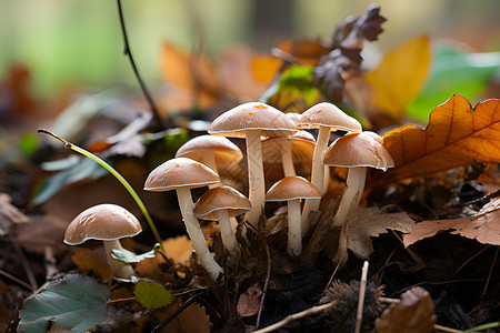 蘑菇长在森林里图片