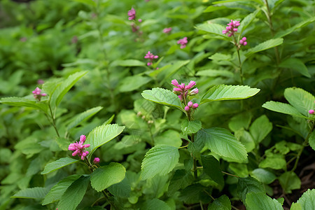 生长茂盛的绿叶植物图片