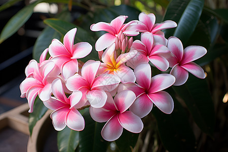 热带花园的粉红花束图片