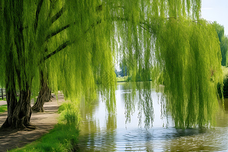 春分湖畔垂柳背景