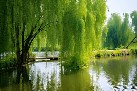 春分柳树下的池塘背景