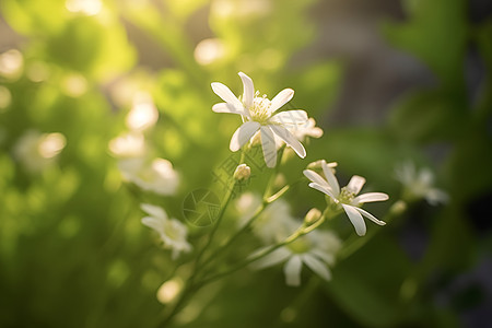 清新夏日的花朵图片