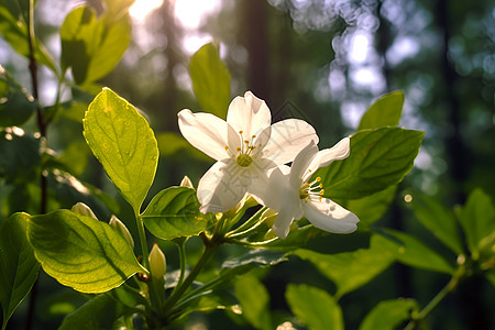 阳光透过树叶洒在白色花朵上图片