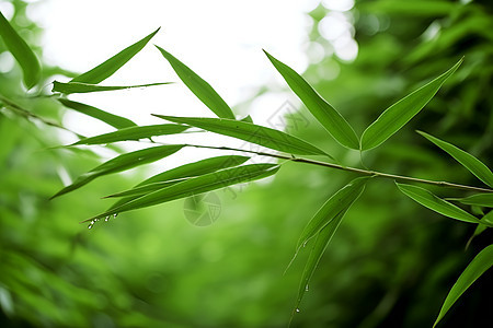 竹叶上悬挂的水滴图片