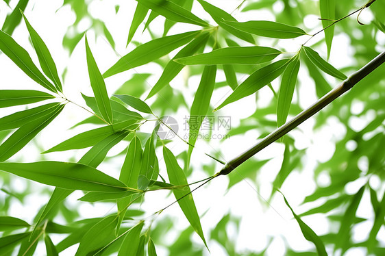 翠绿竹叶下的天空图片