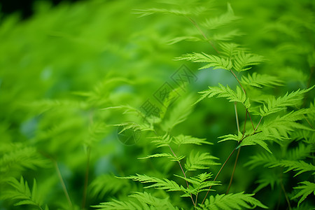 繁茂的绿叶图片