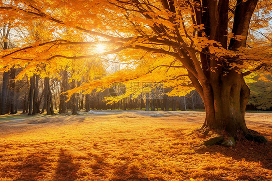 公园的秋日景象图片