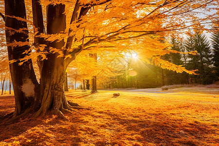 秋天的树林背景图片