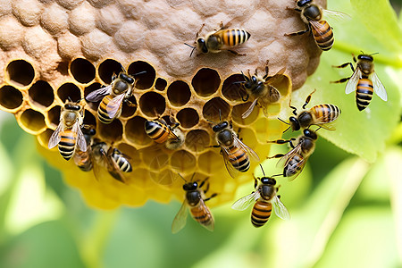 蜂巢周围的蜜蜂背景图片