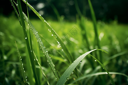 绿草叶子上的水珠图片