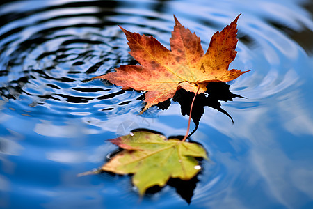 落叶水面水面上漂浮的叶子背景