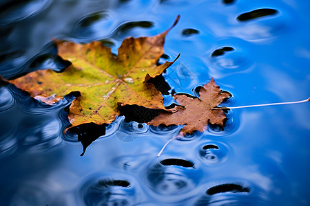 水上的落叶图片