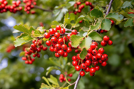 成熟的红色浆果悬挂在树枝上图片