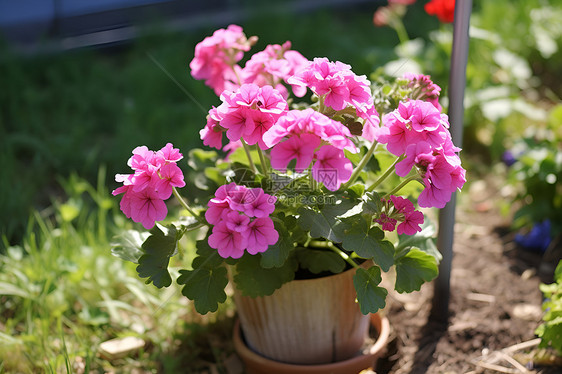 花盆中的粉色花朵图片