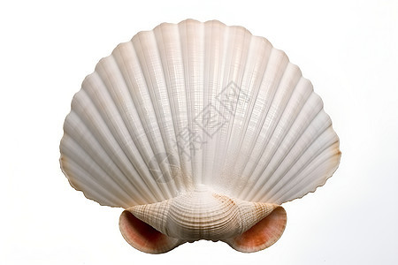 白色的贝壳图片
